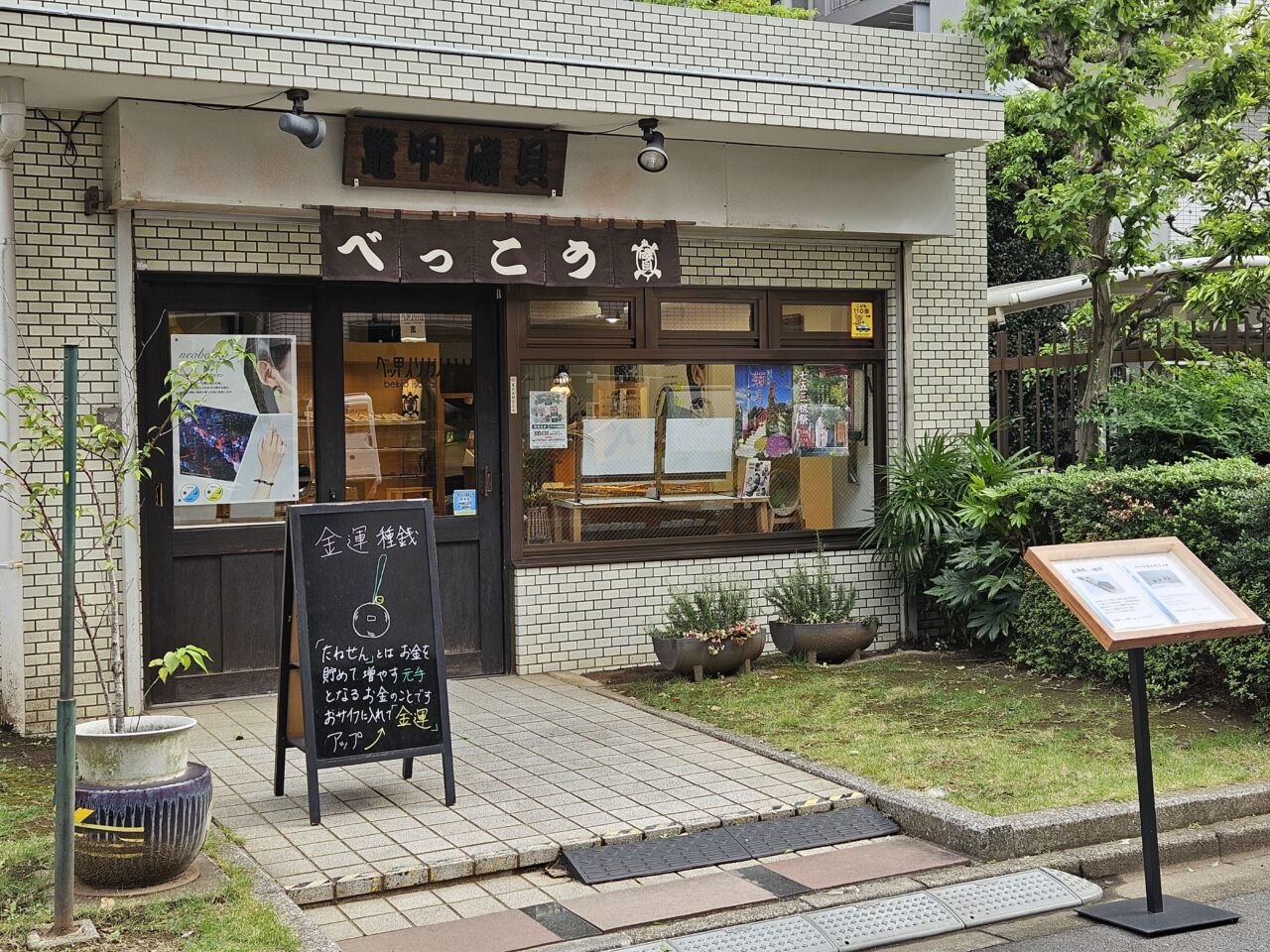 亀戸天神社の菊まつりの開花状況