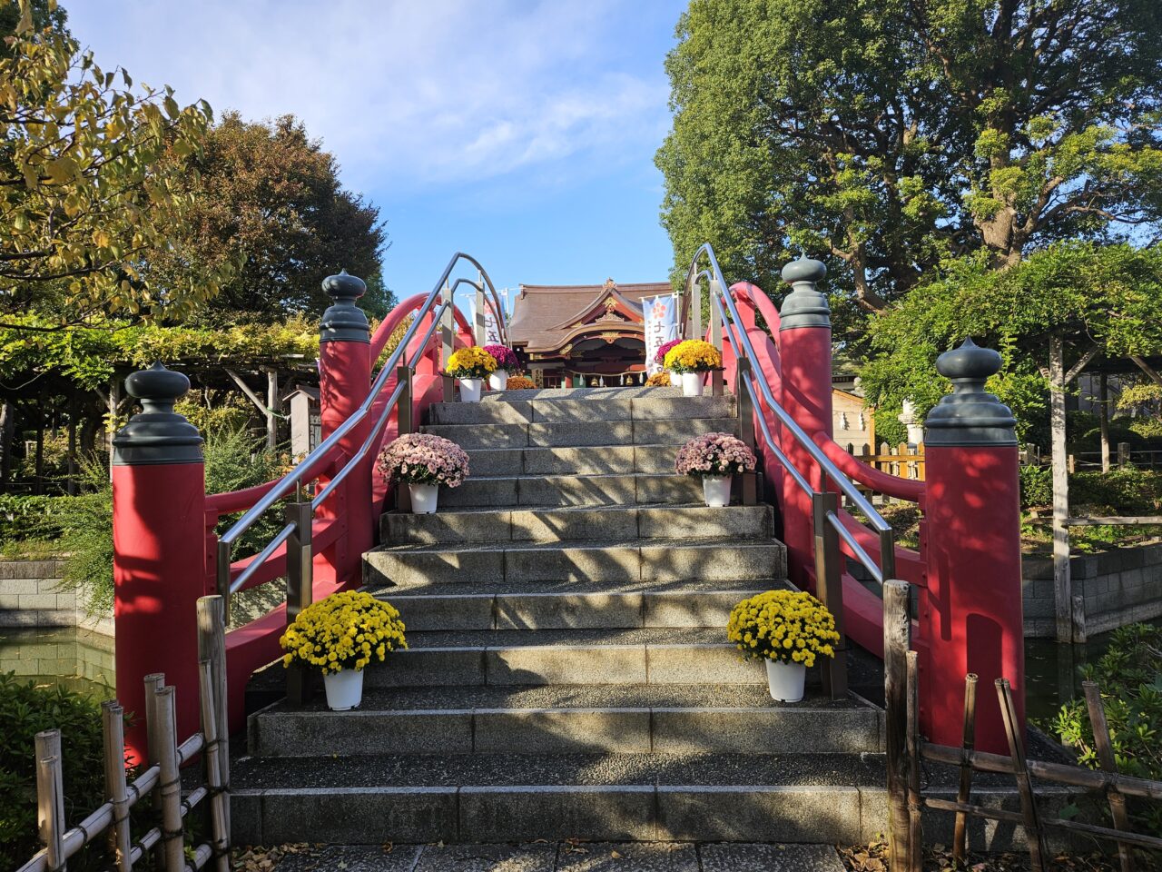 亀戸天神社の菊まつりの開花状況