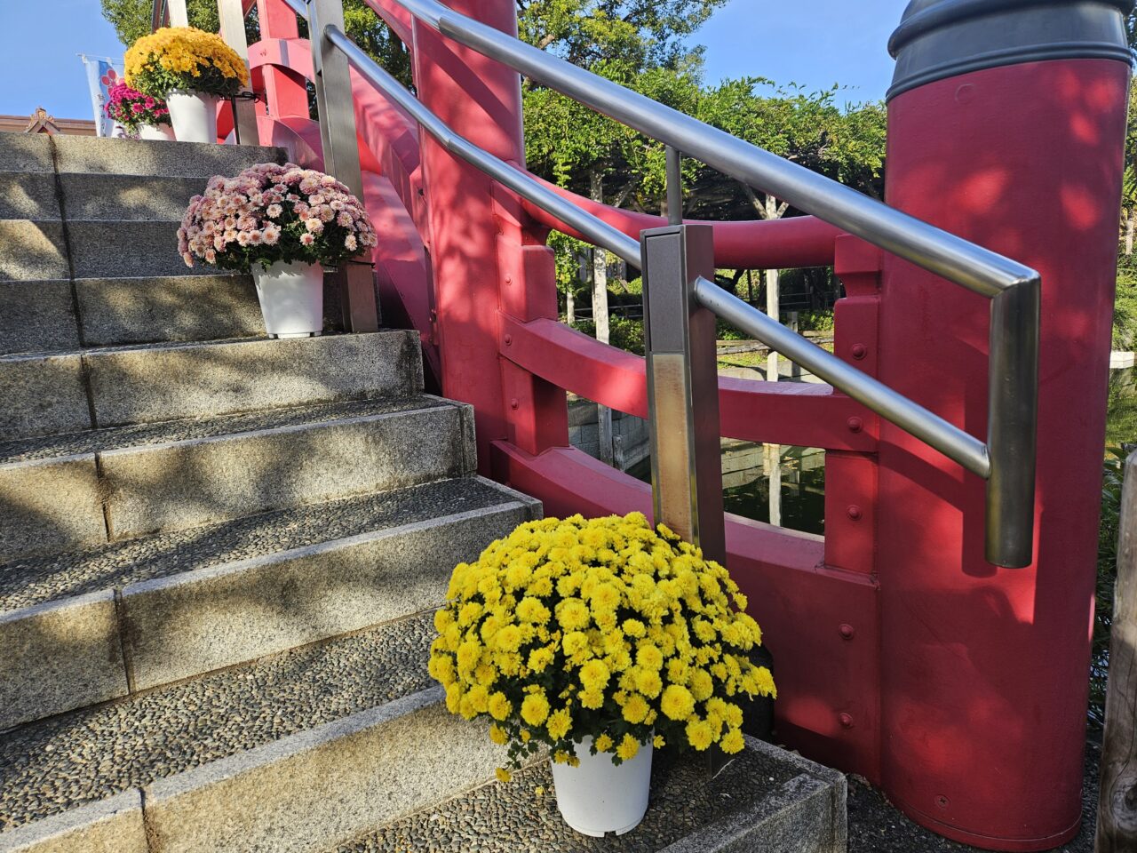 亀戸天神社の菊まつりの開花状況