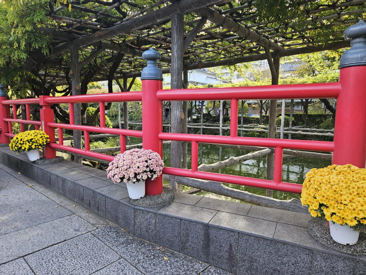 亀戸天神社の菊まつりの開花状況