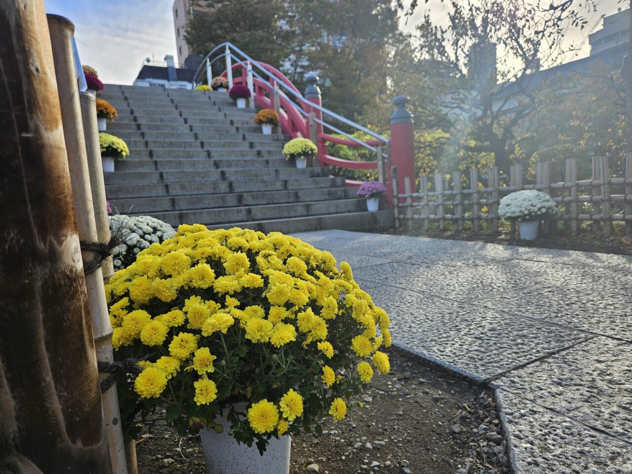 亀戸天神社の菊まつりの開花状況