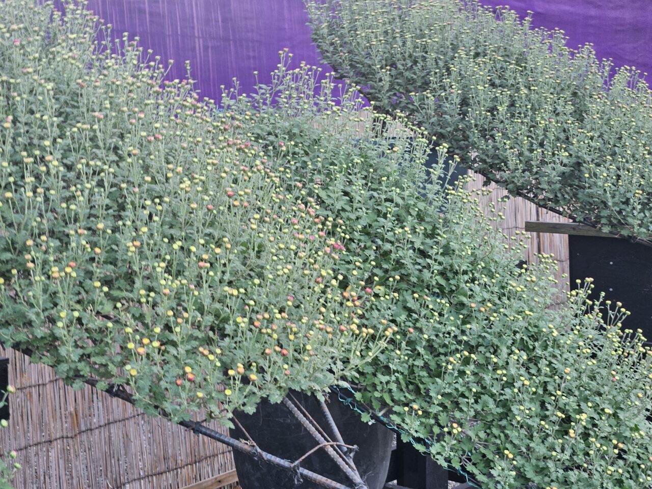 亀戸天神社の菊まつりの開花状況