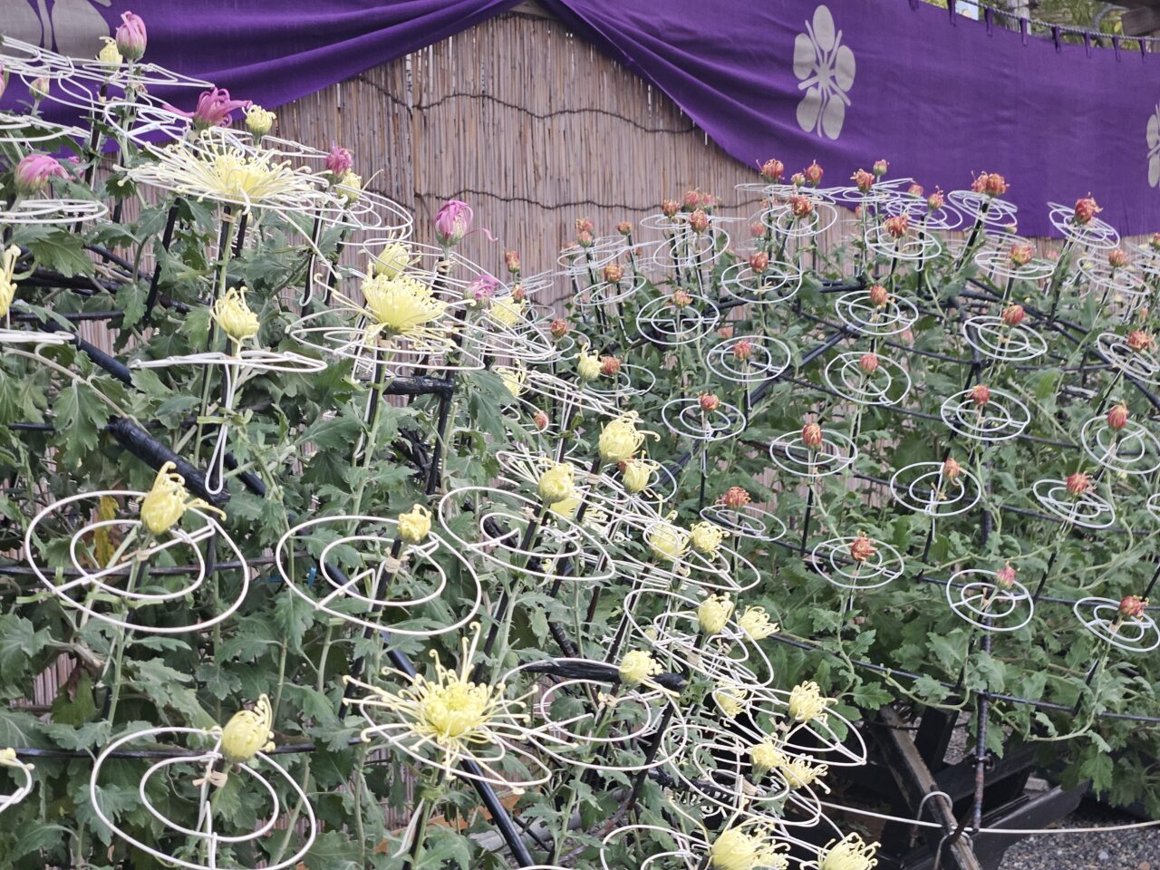 亀戸天神社の菊まつりの開花状況