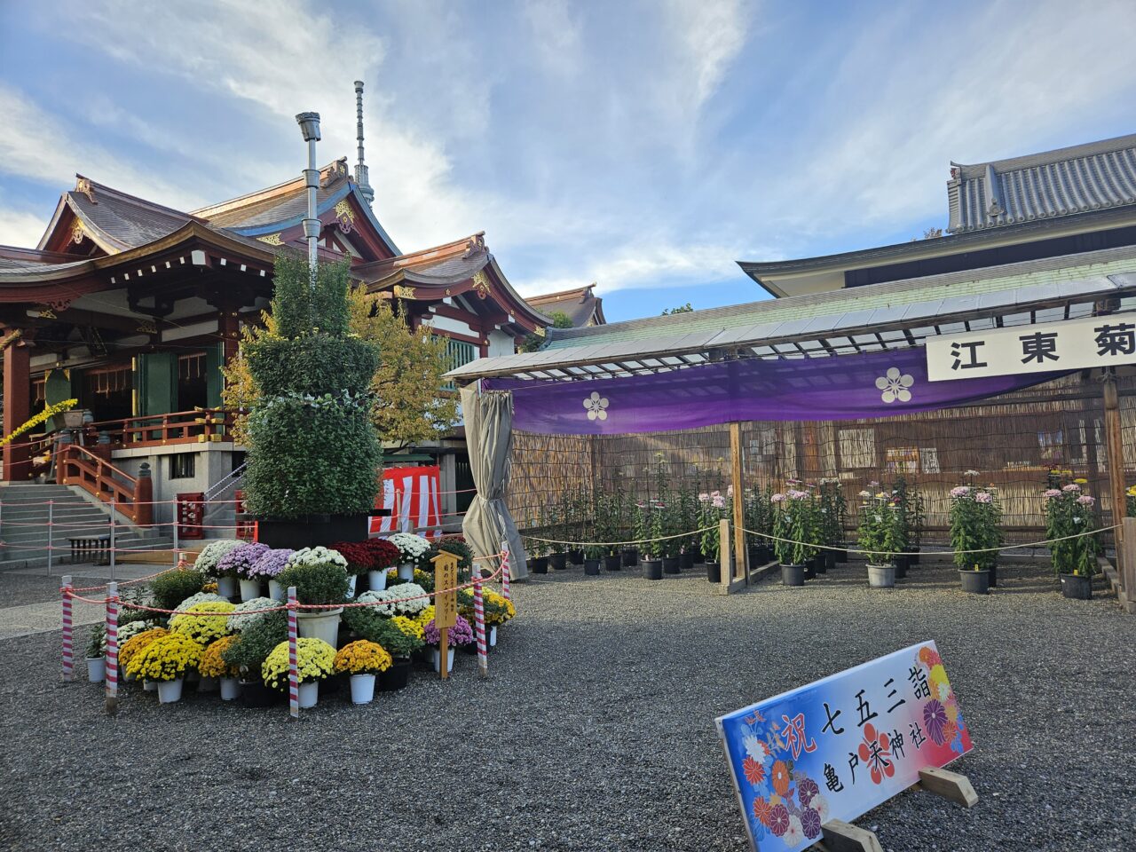 亀戸天神社の菊まつりの開花状況