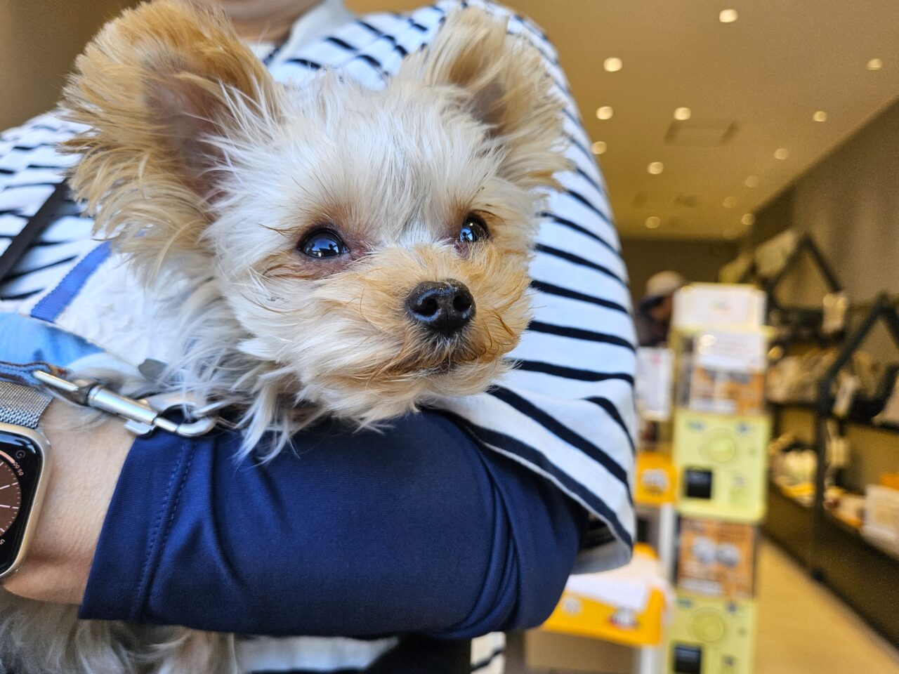 livedoor URBAN SPORTS PARKで大規模ドッグイベント開催中