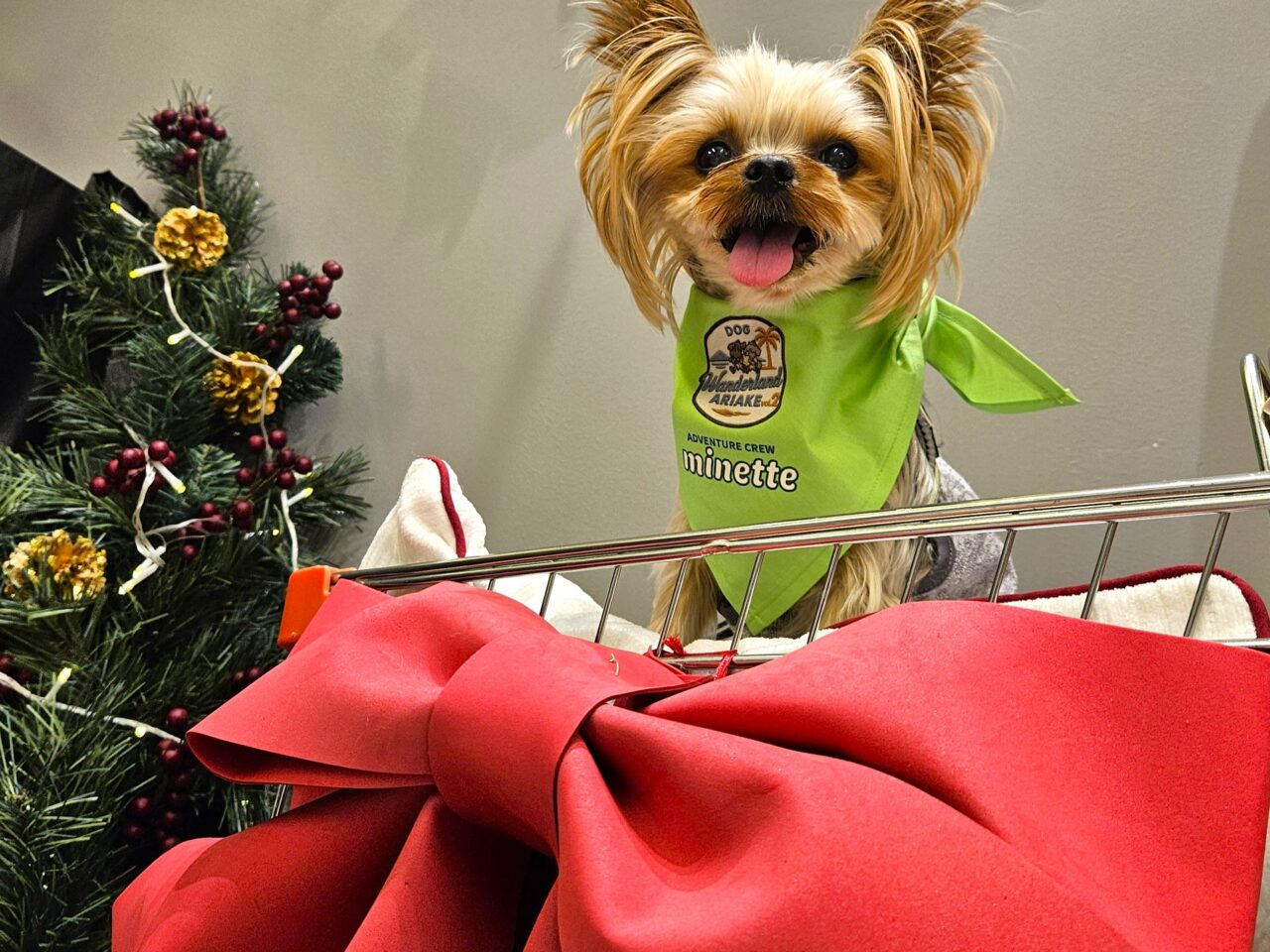 livedoor URBAN SPORTS PARKで大規模ドッグイベント開催中