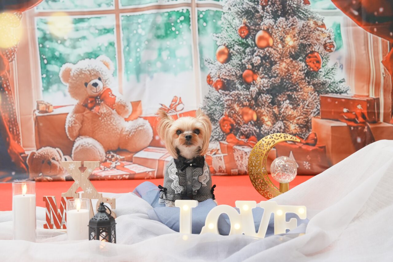 有明ミライエでクリスマスイベント開催