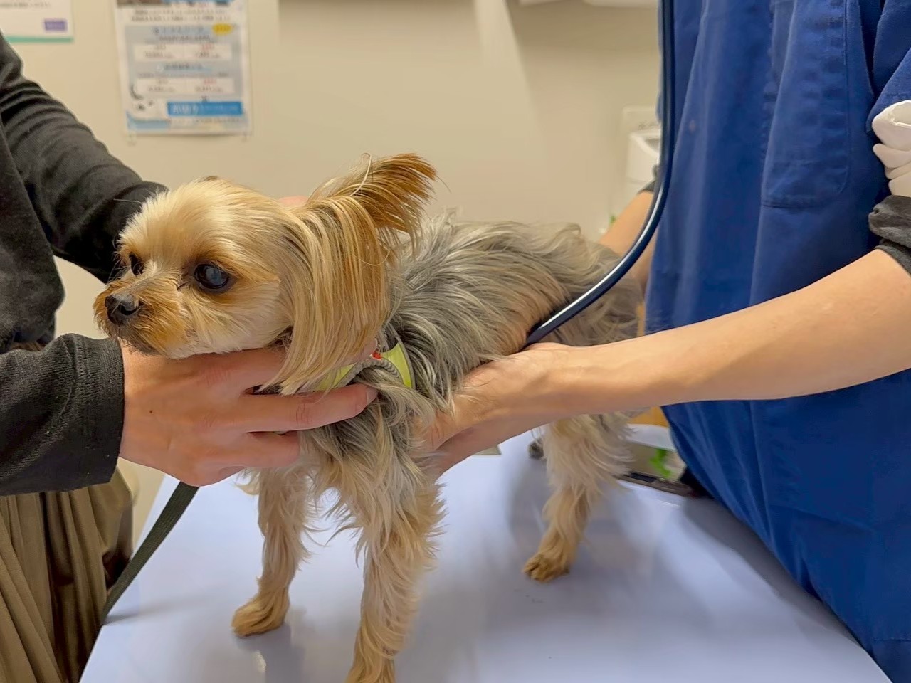 コジマ動物病院でペットの腸内検査ができます