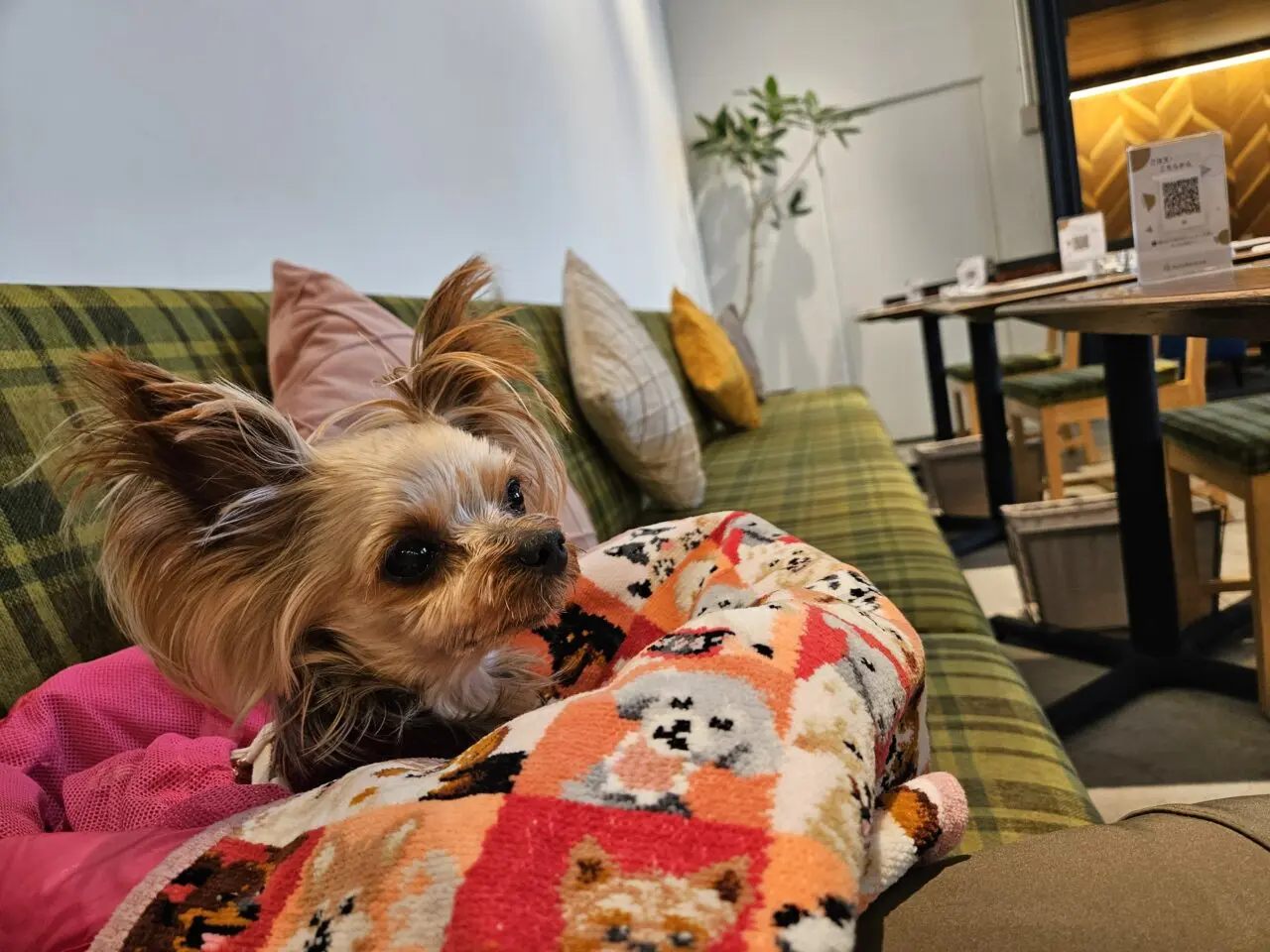 清澄白河のSpoonが閉店