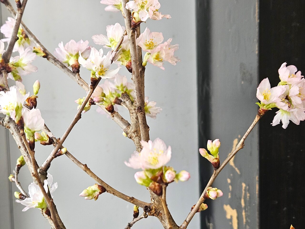 豊洲の花屋happyでアレンジメント