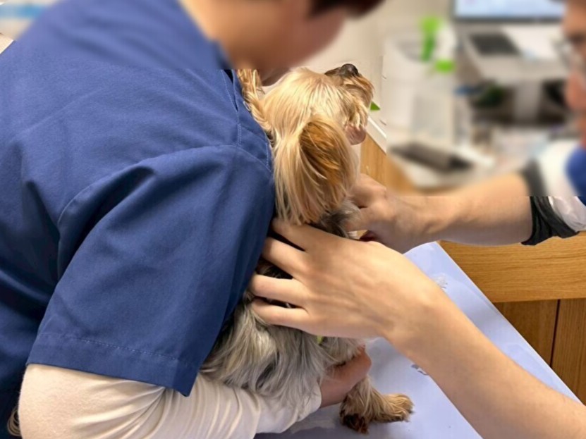 コジマ動物病院でペットの腸内検査ができます