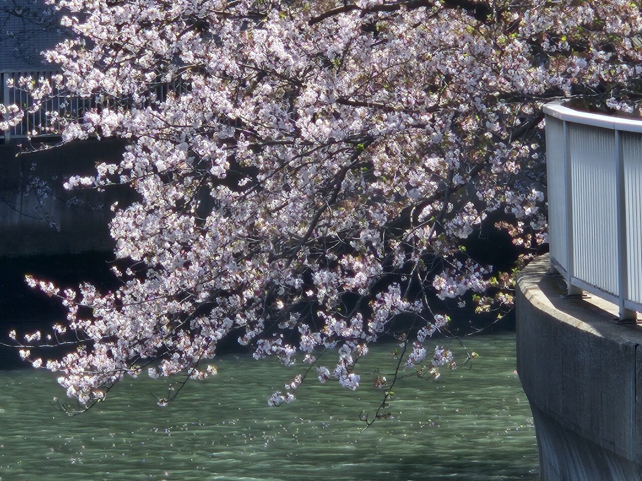お江戸深川さくらまつりのお花見クルーズ