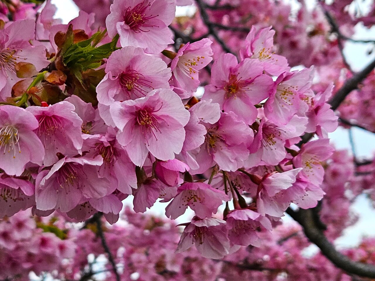 大横川沿いの河津桜