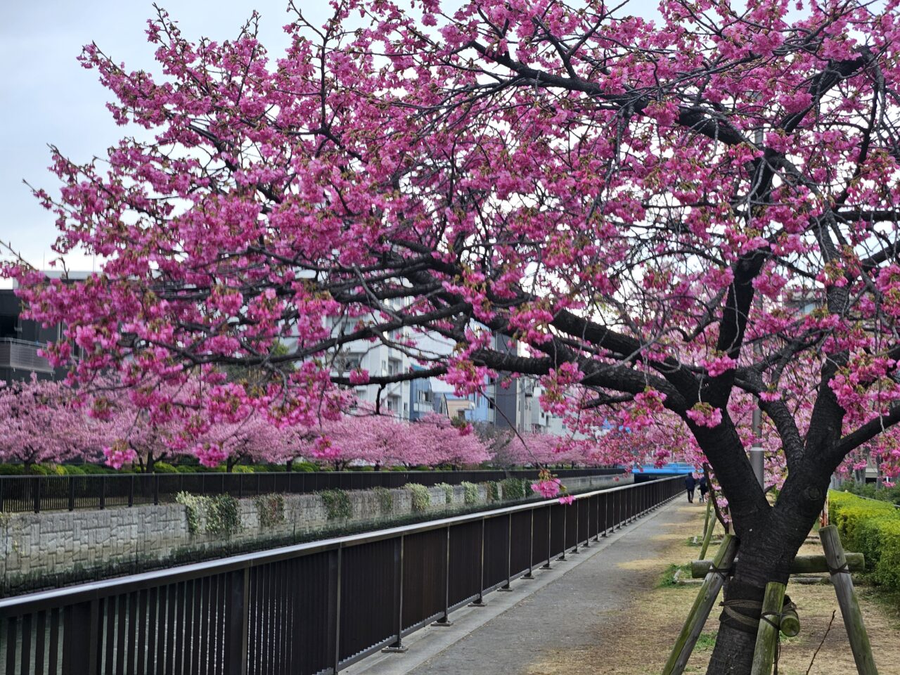 大横川沿いの河津桜