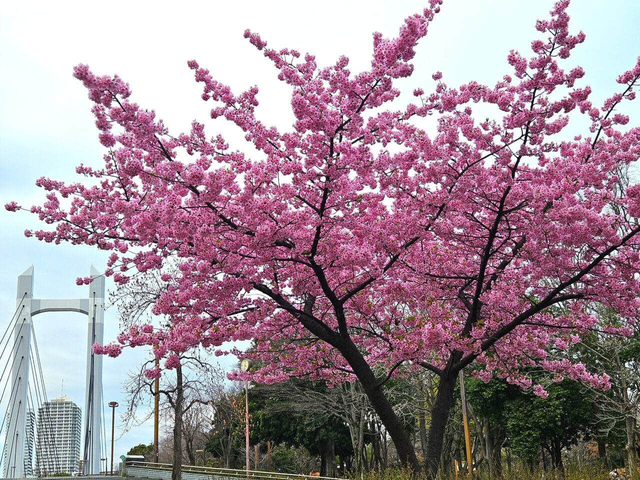 大横川沿いの河津桜