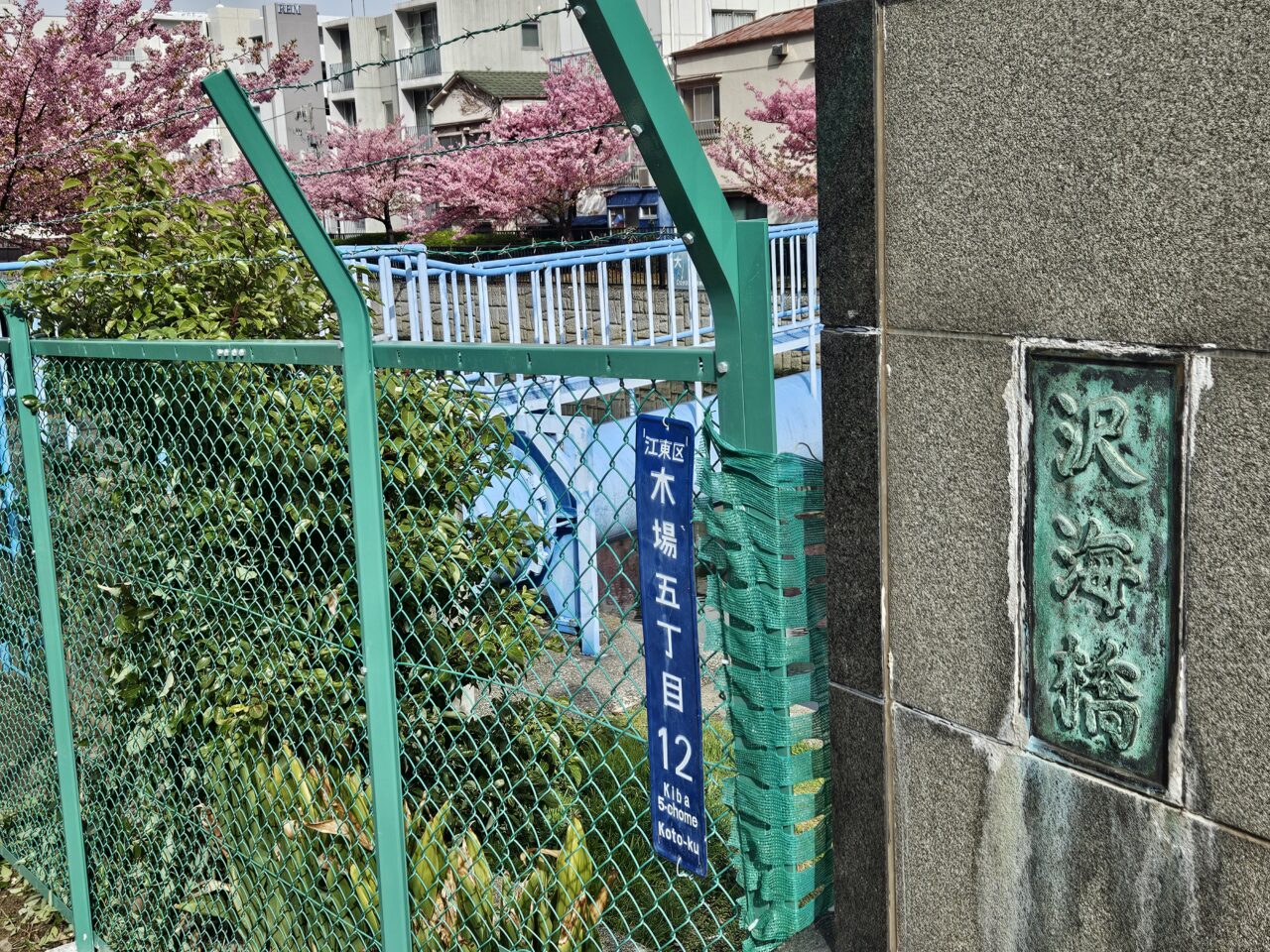 大横川沿いの河津桜