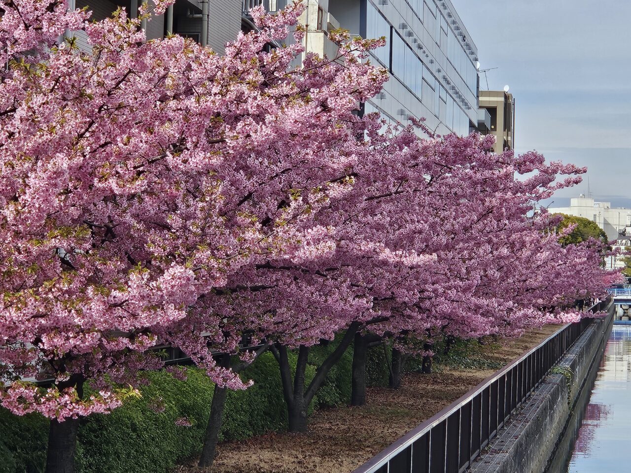 大横川沿いの河津桜