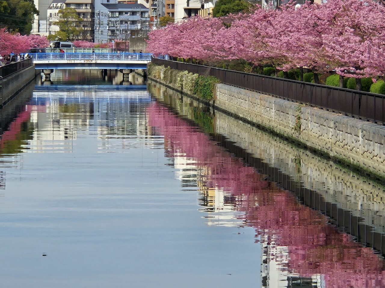 大横川沿いの河津桜