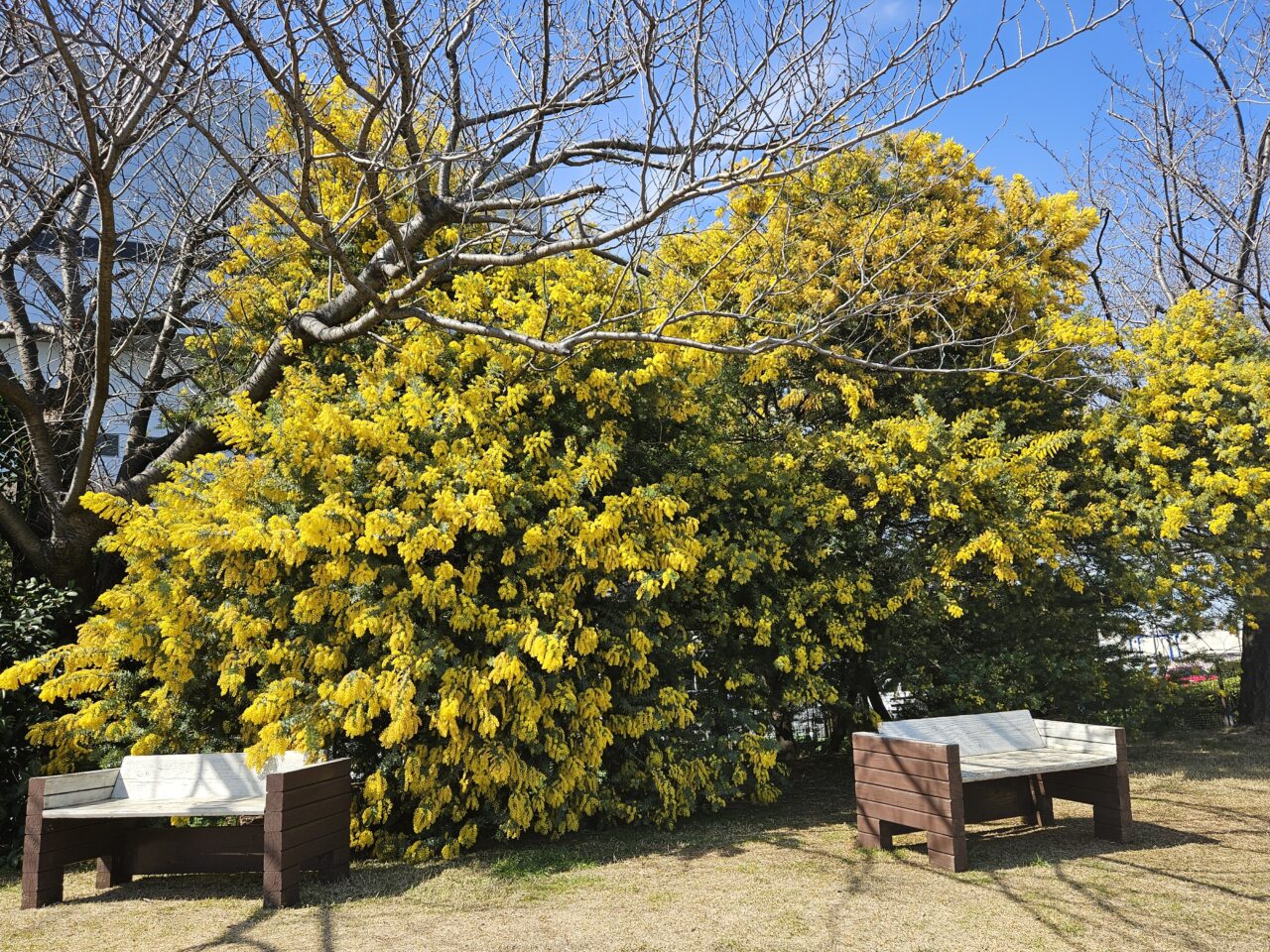 イーノの森Dog Gardenのミモザ