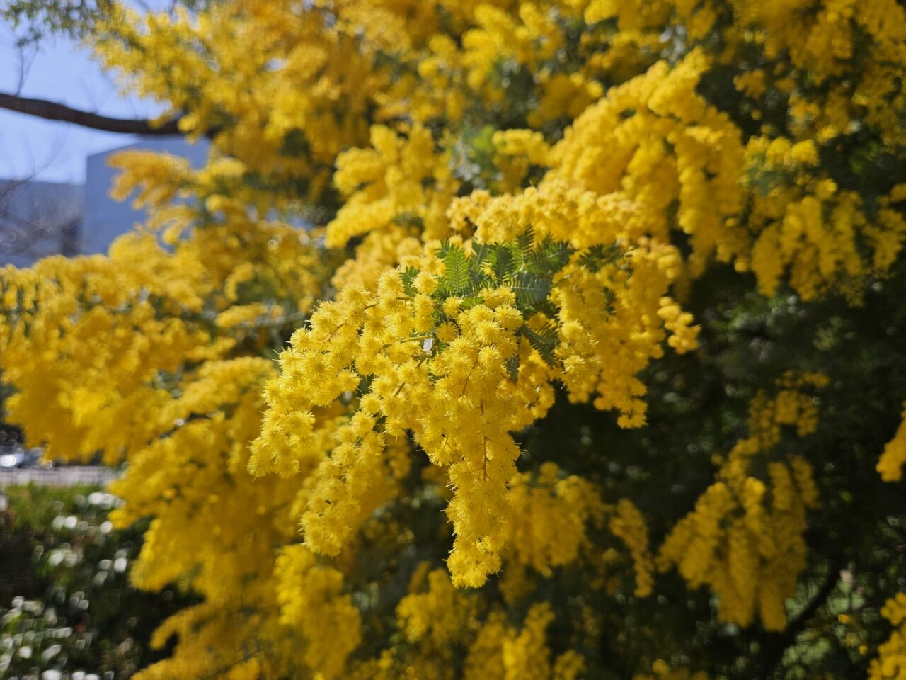 イーノの森Dog Gardenのミモザ