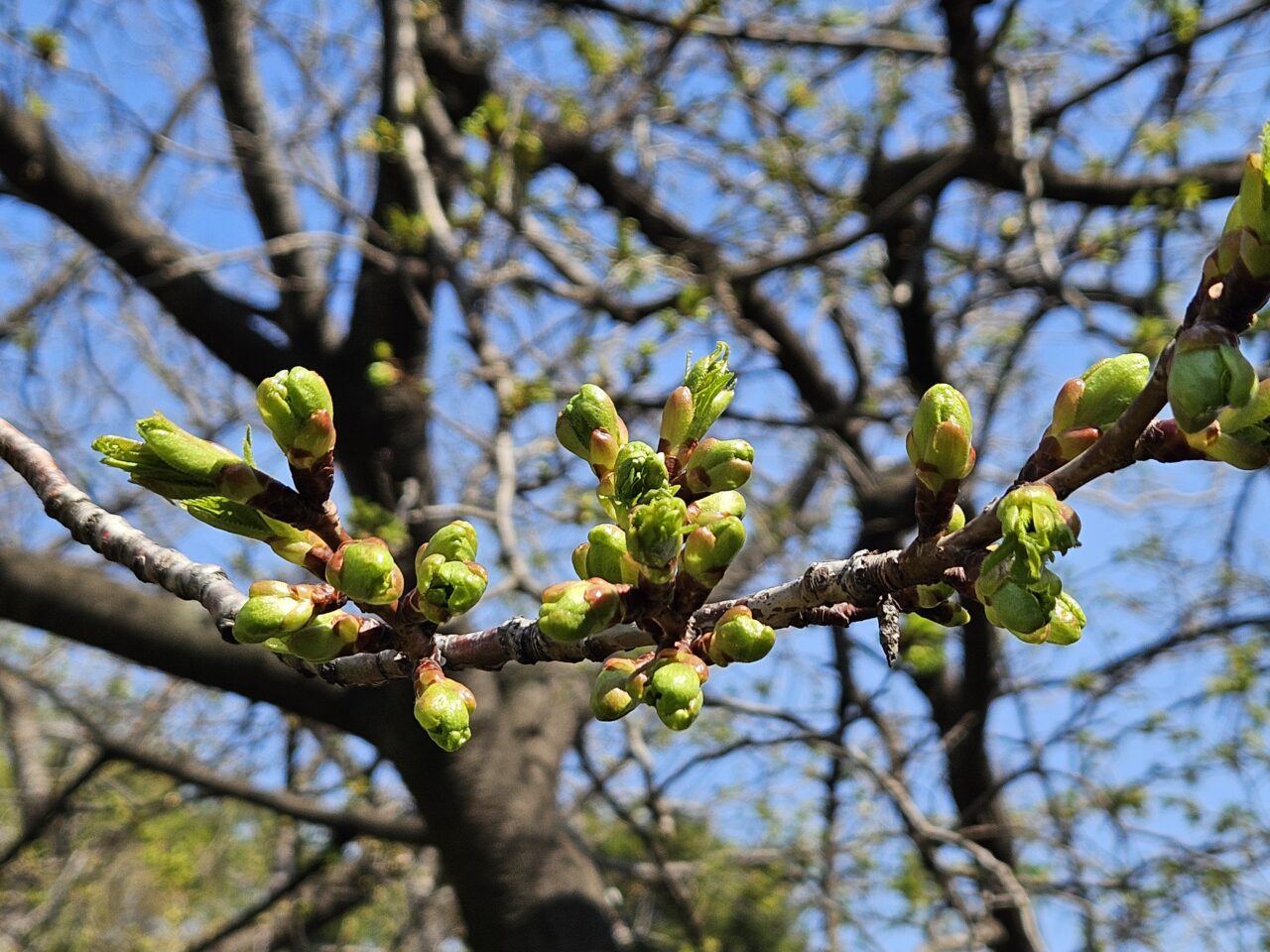 東京夢の島マリーナ アウトドアスクウェアで花見BBQ