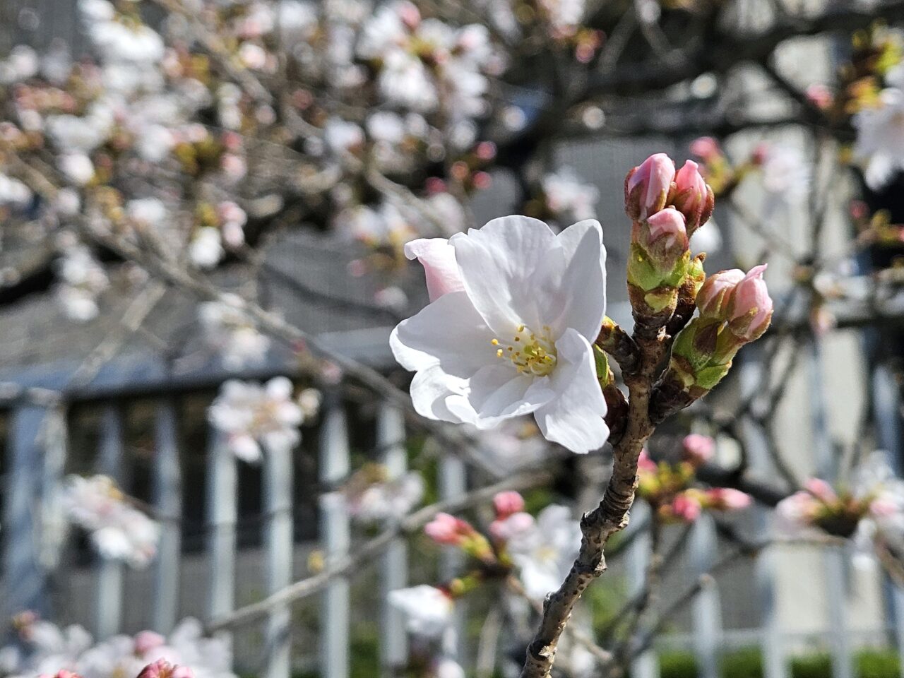 お江戸深川さくらまつりのお花見クルーズ