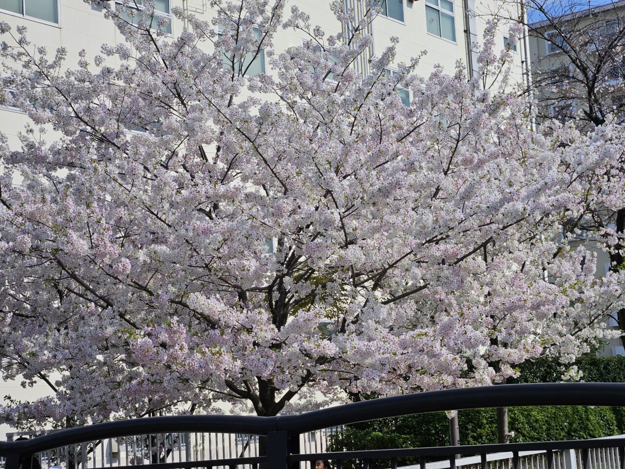 江東区の桜2026年度
