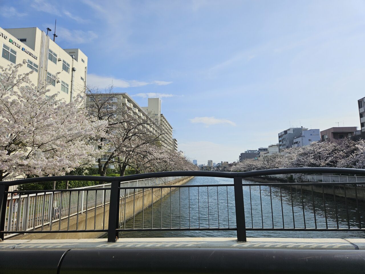 江東区の桜2026年度