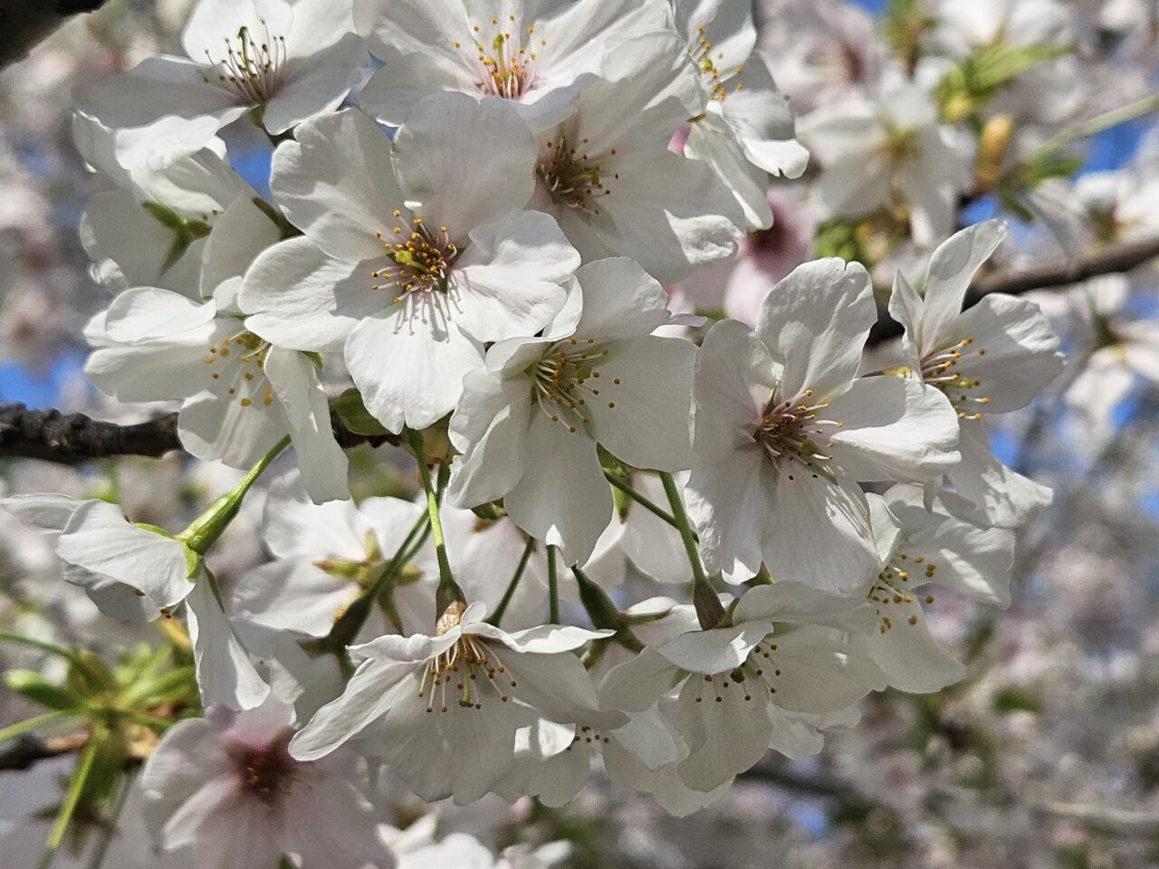 江東区の桜2026年度