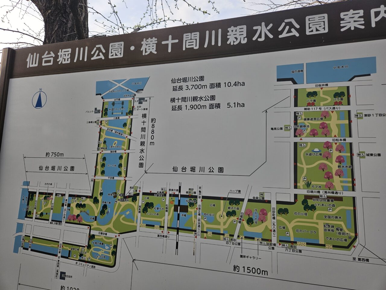 江東区の桜2026年度