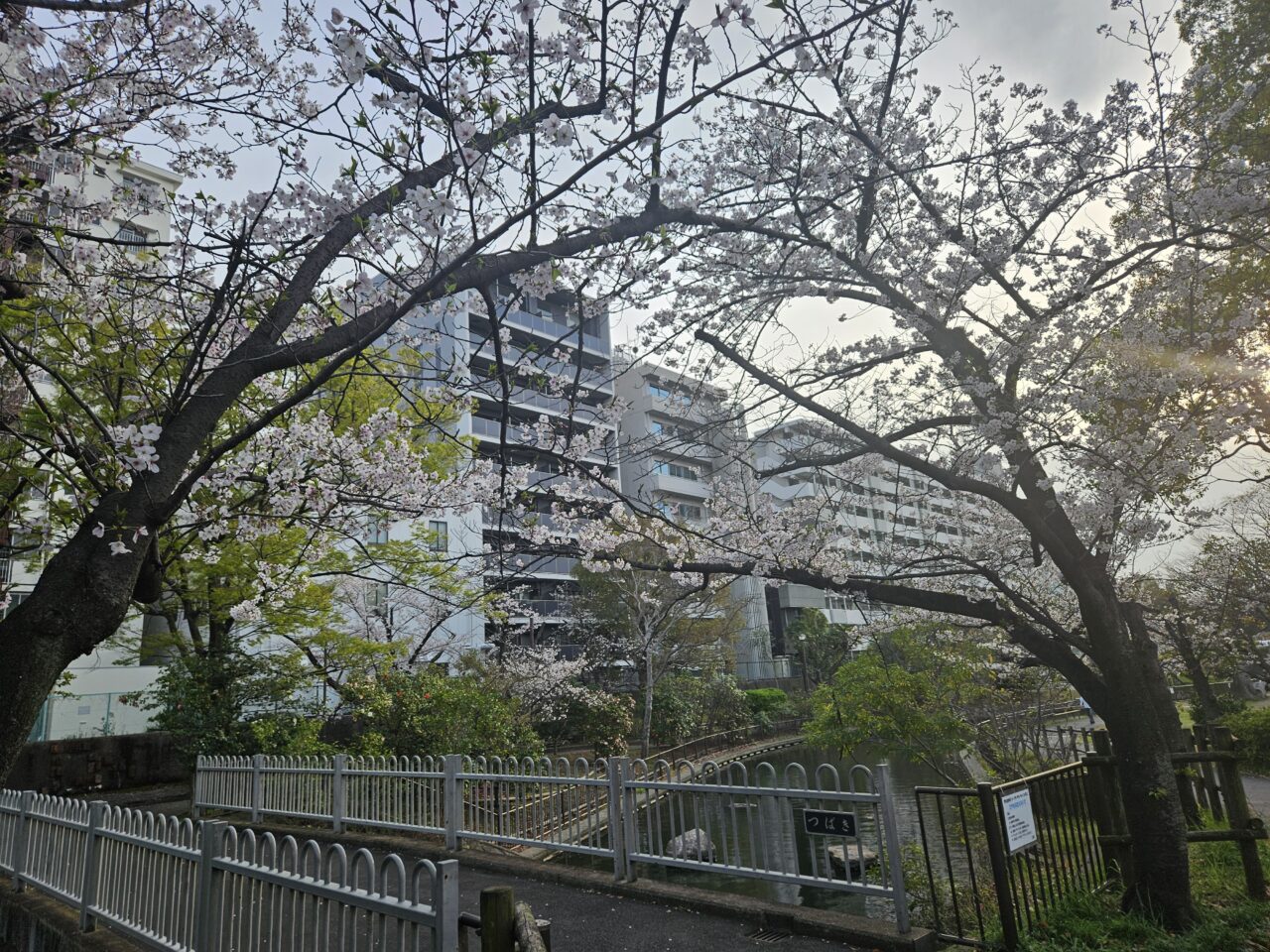 江東区の桜2026年度