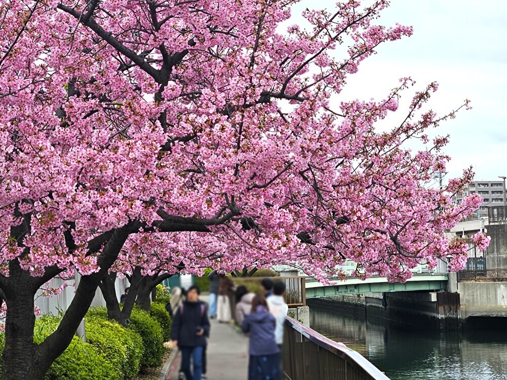 大横川沿いの河津桜