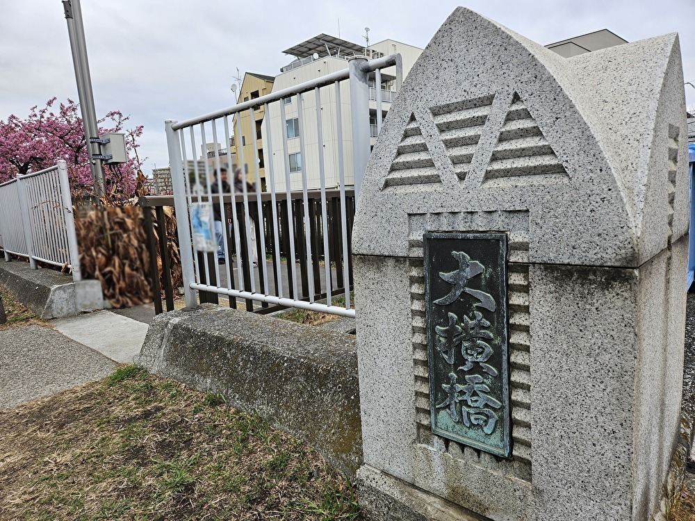 大横川沿いの河津桜