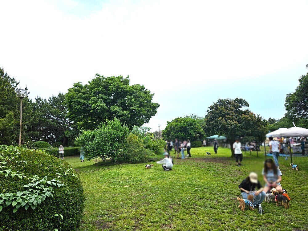 イーノの森Dog Gardenのミモザ