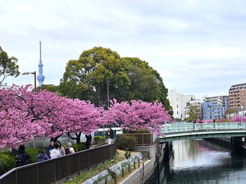 大横川沿いの河津桜