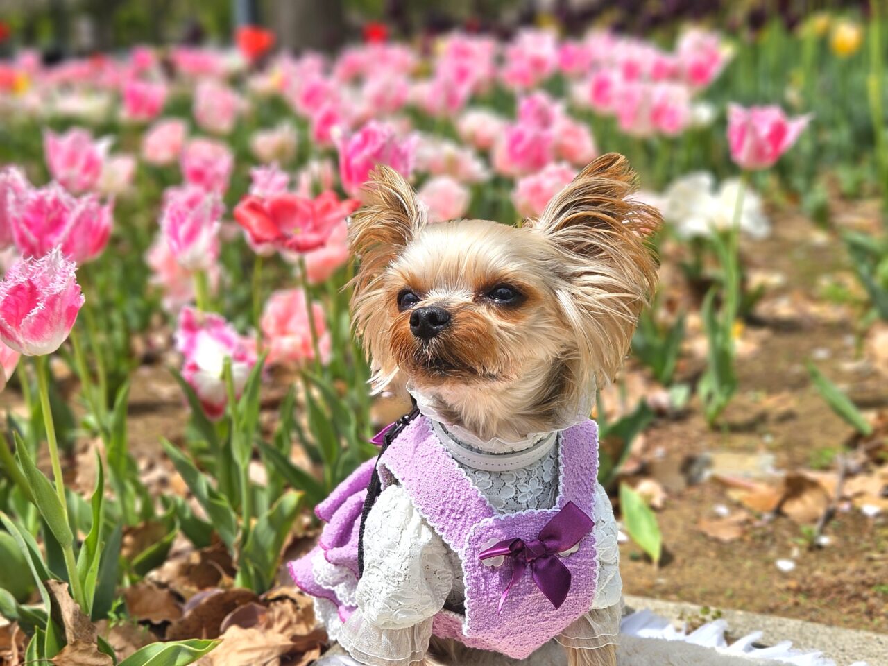 臨海副都心チューリップフェスティバル2026