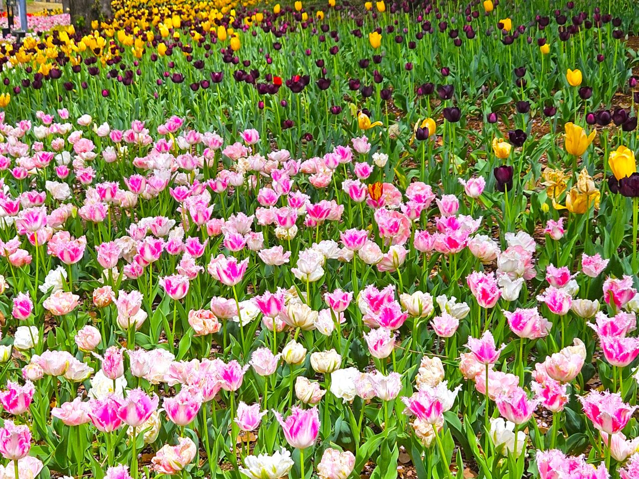 臨海副都心チューリップフェスティバル2026