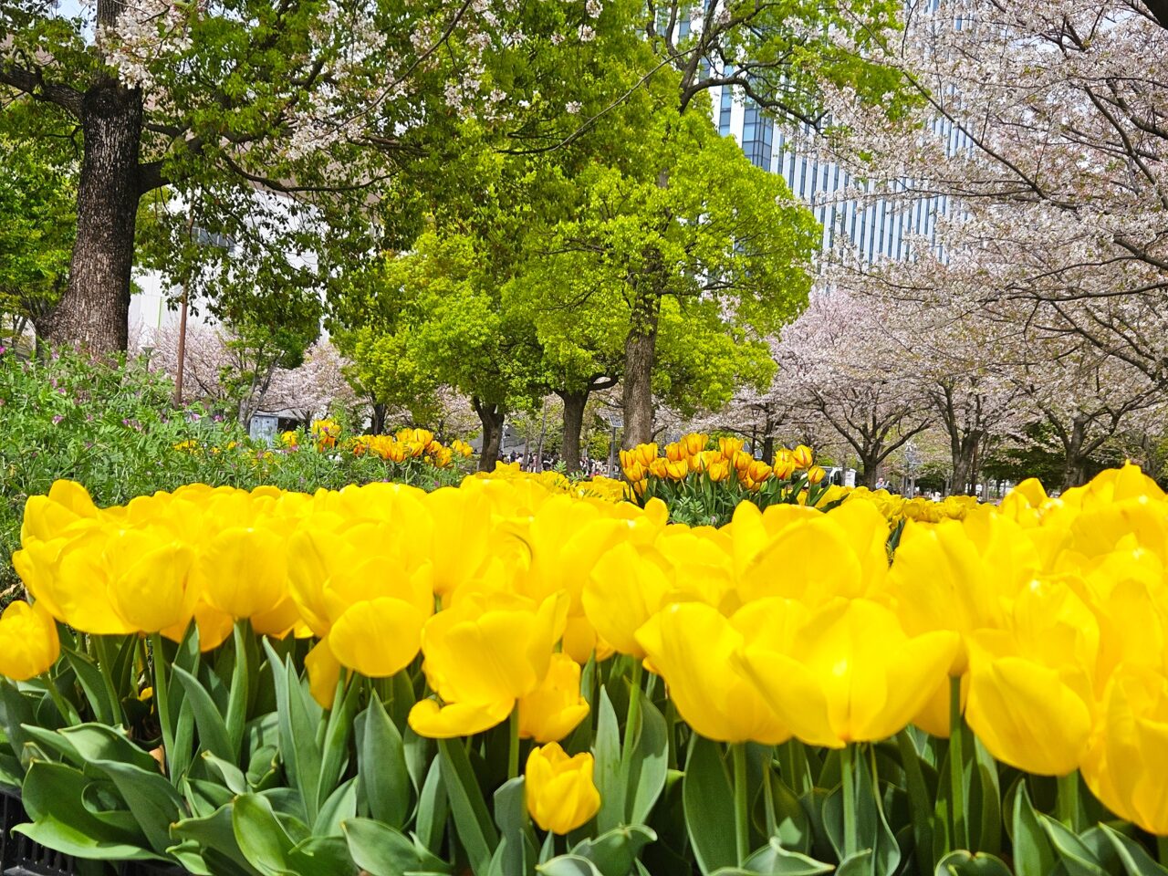 臨海副都心チューリップフェスティバル2026