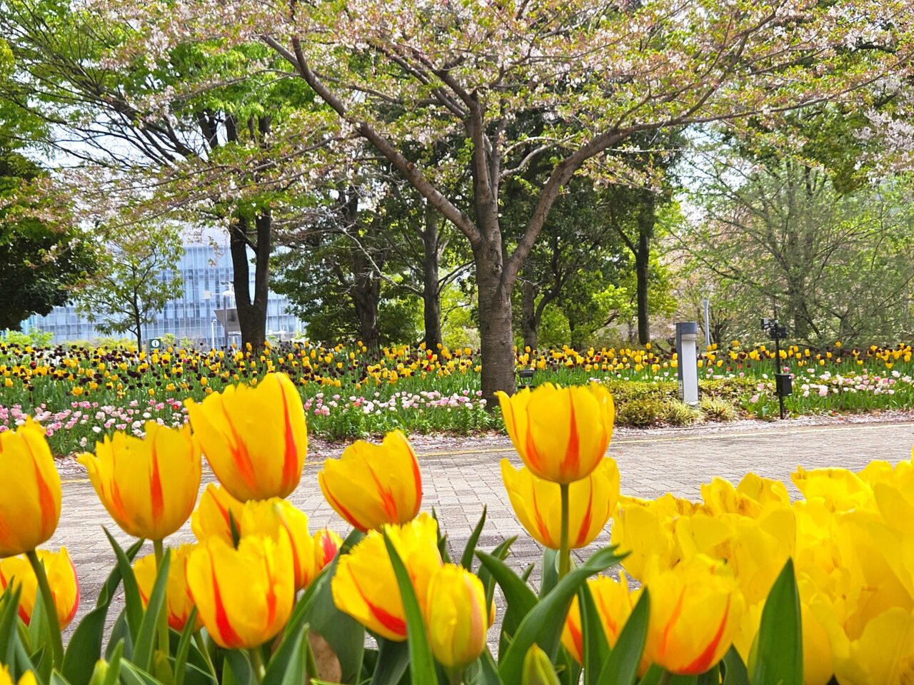 臨海副都心チューリップフェスティバル2026
