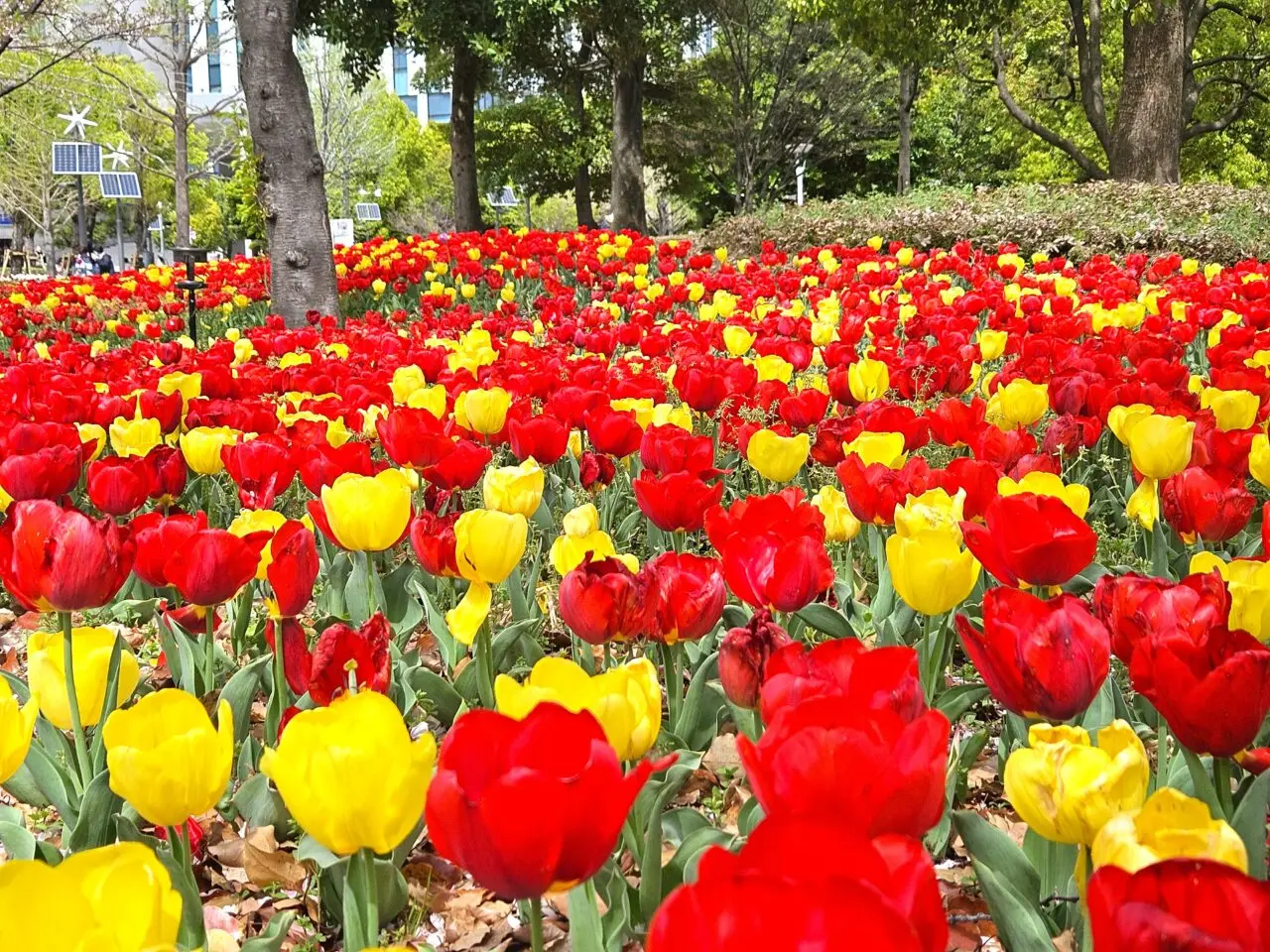 臨海副都心チューリップフェスティバル2026