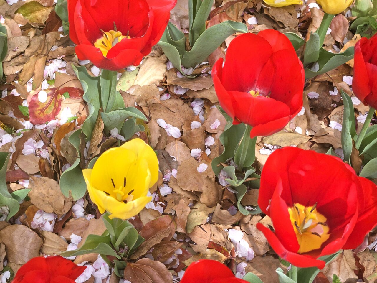 臨海副都心チューリップフェスティバル2026