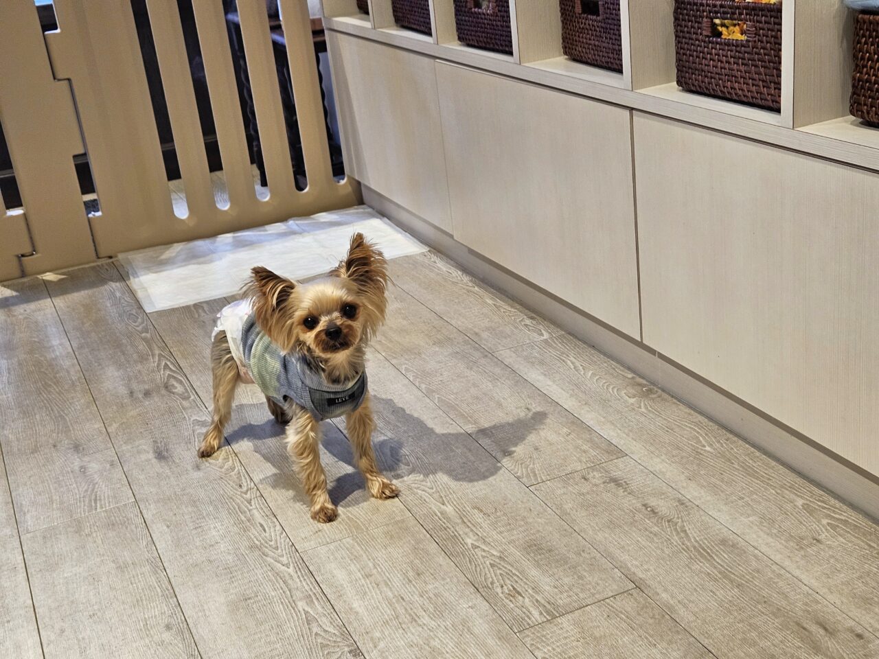 モンメゾン 門前仲町でドッグケア