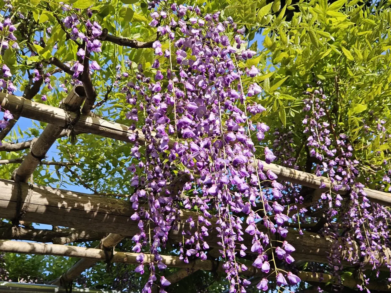 亀戸天神社の藤まつり2026