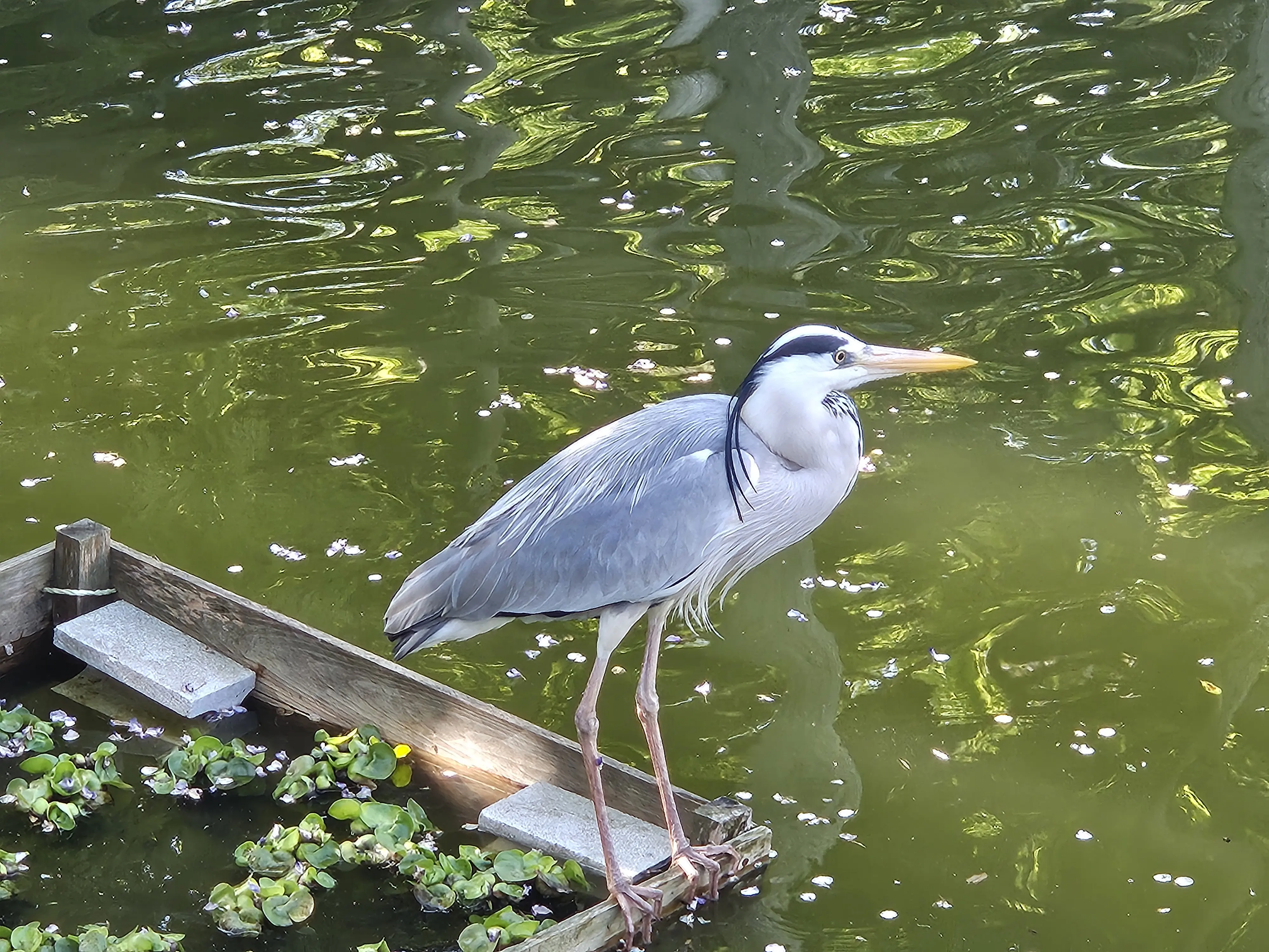 亀戸天神社の藤まつり2026