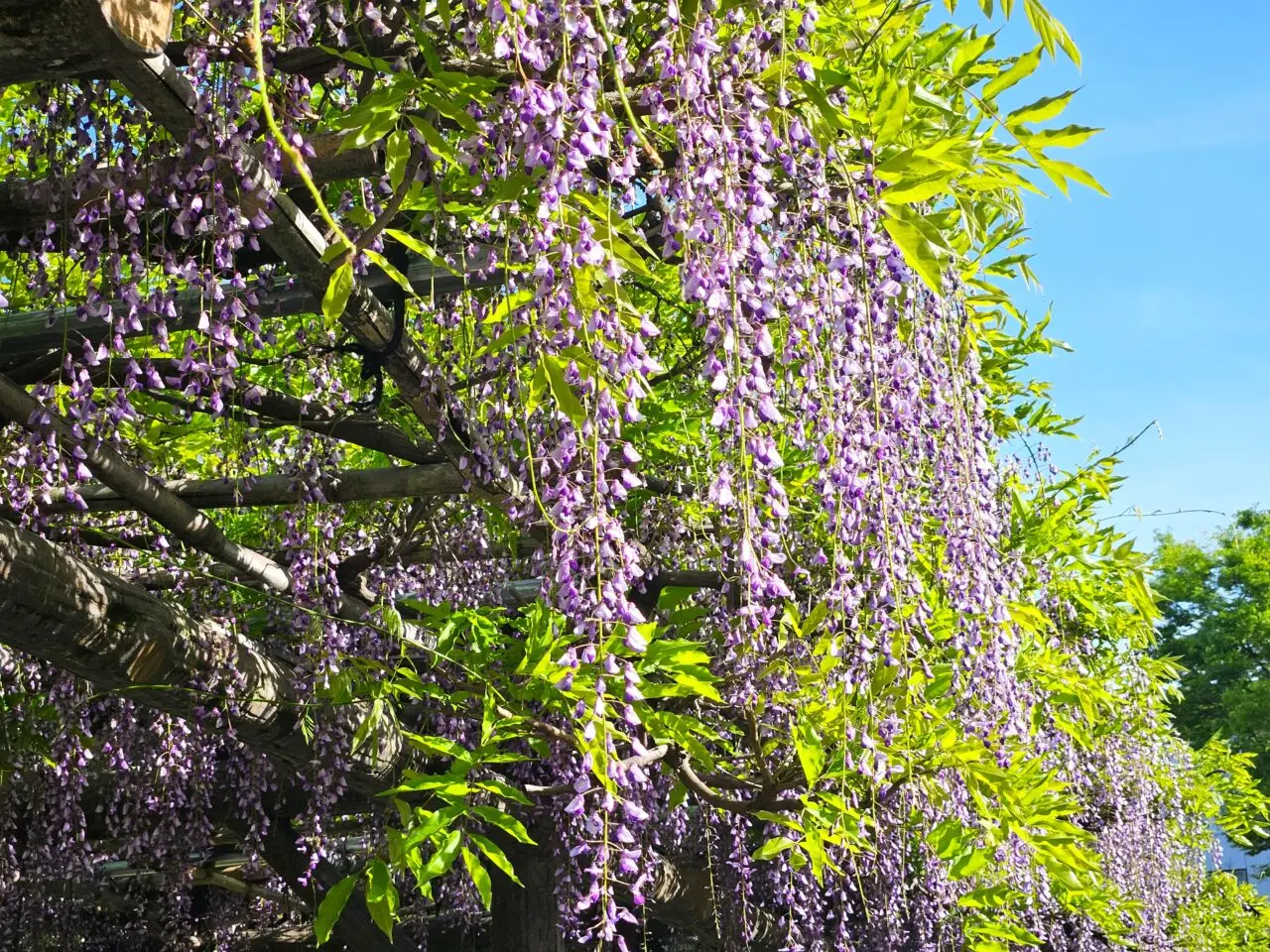 亀戸天神社の藤まつり2026