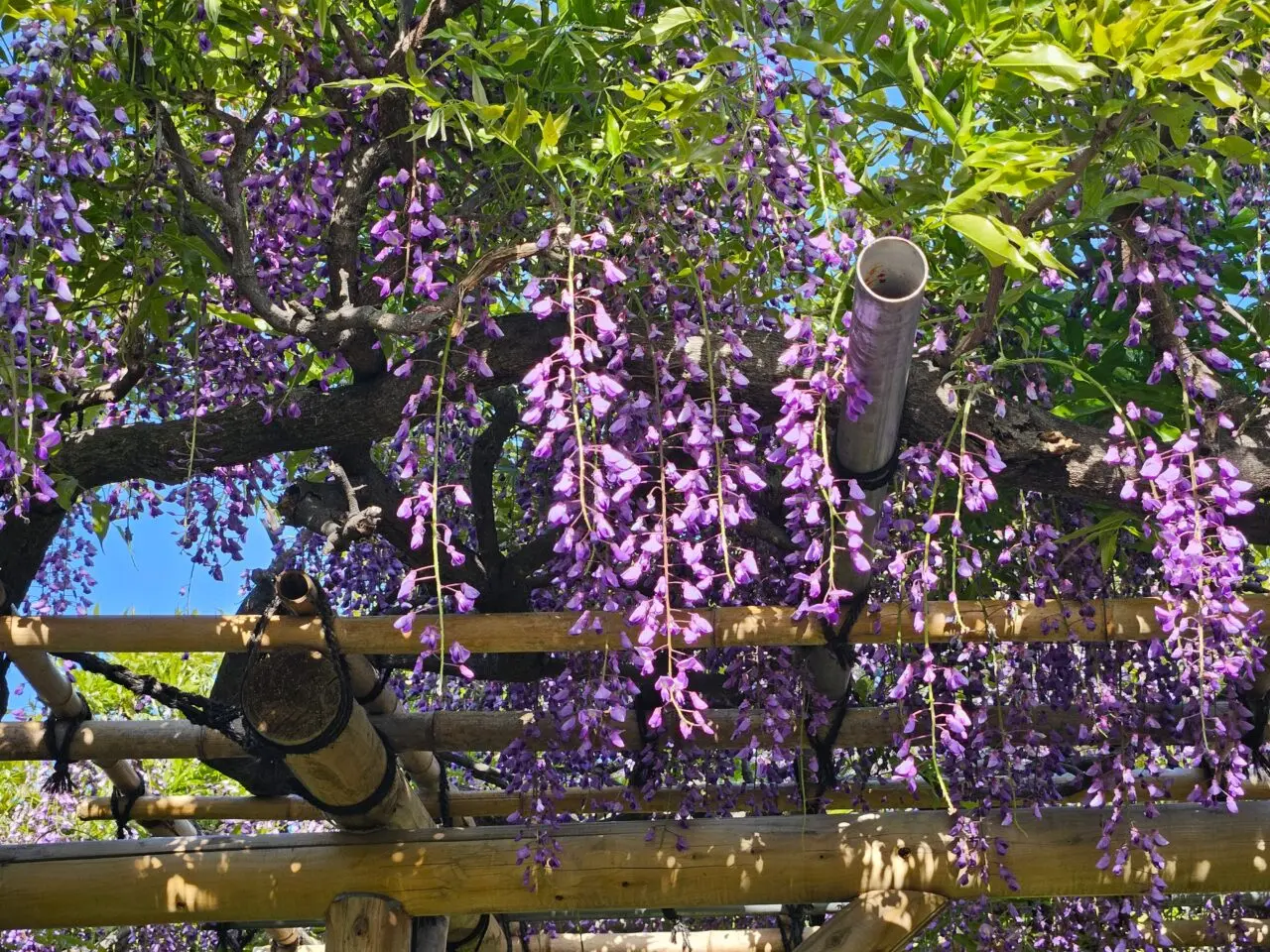 亀戸天神社の藤まつり2026