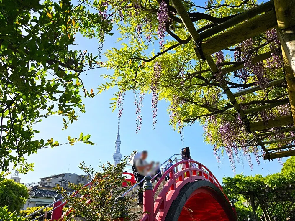 亀戸天神社の藤まつり2026