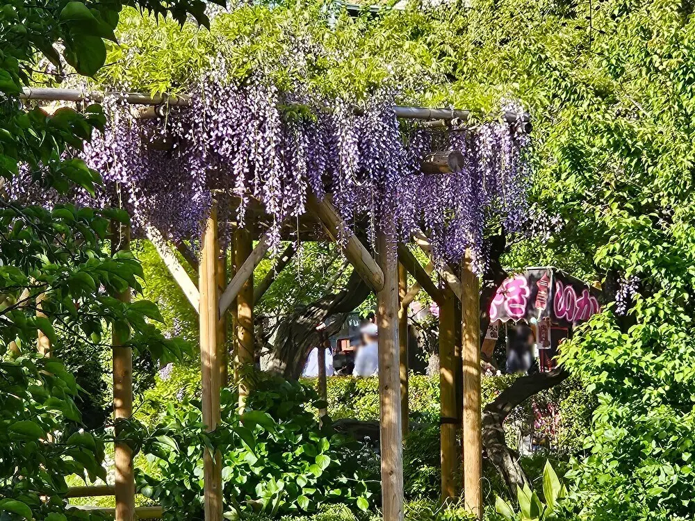 亀戸天神社の藤まつり2026