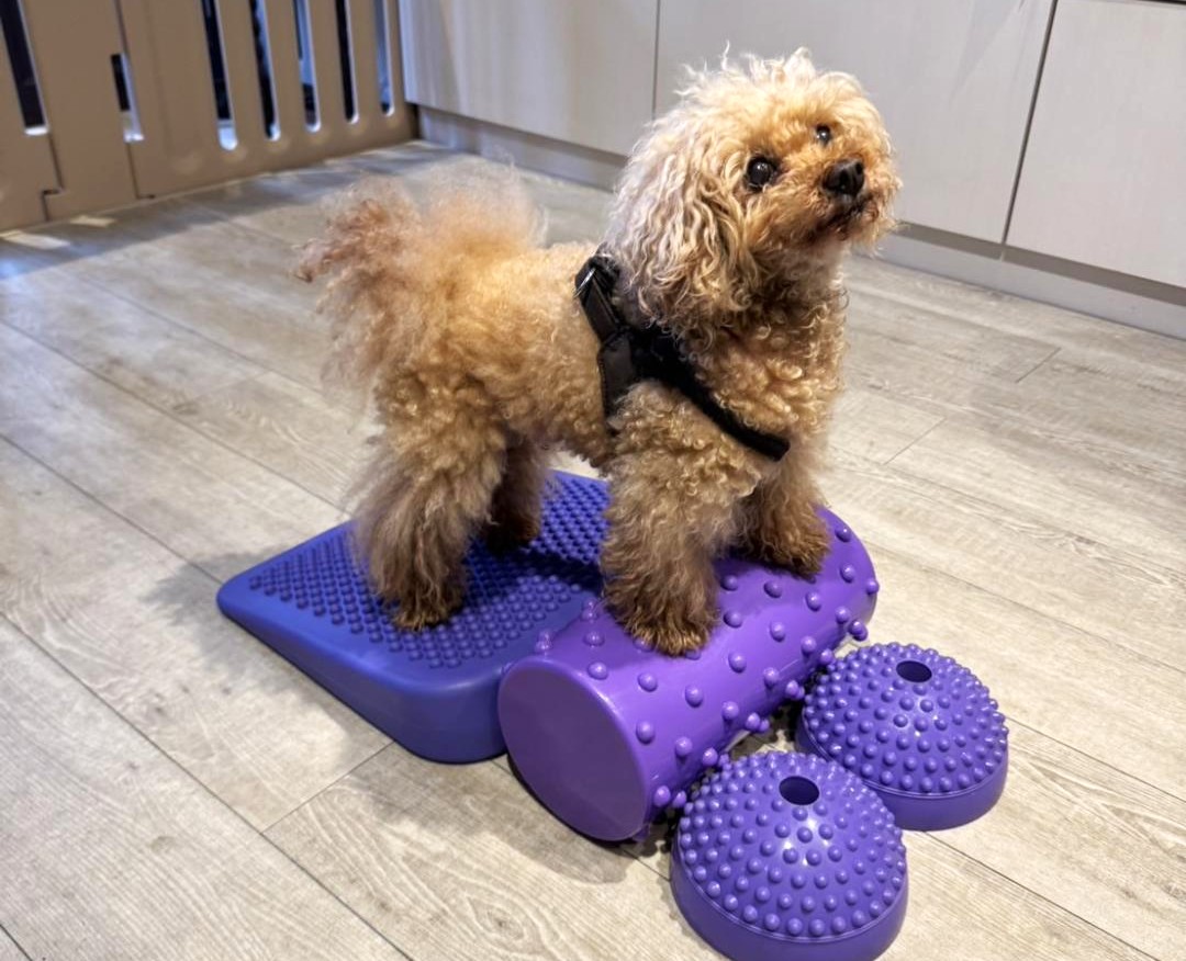 モンメゾン 門前仲町でドッグケア