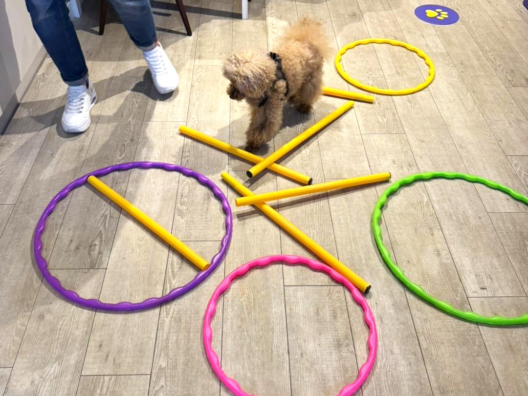 モンメゾン 門前仲町でドッグケア